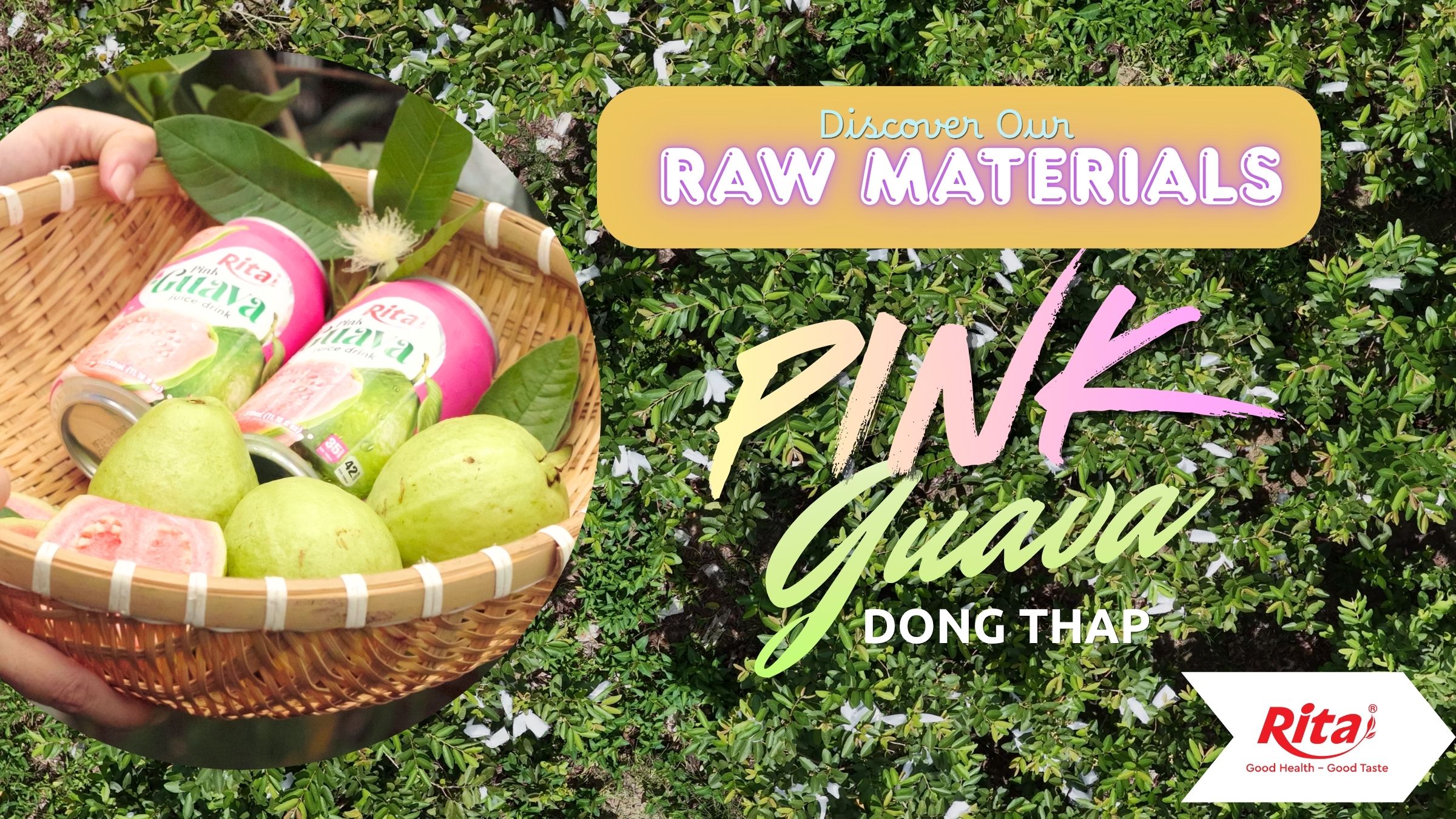 Rita Visits a Guava Farm in Dong Thap to Explore Fresh Fruit Sourcing